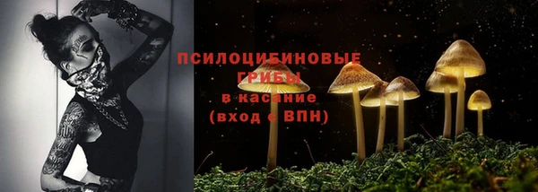 прущие грибы Абинск